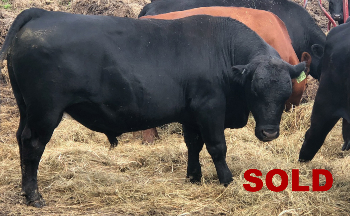 Black Angus Registered Top Rated Stud Bull - Rocky Knoll